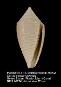 PLEISTOCENE-OKEECHOBEE FORMATION Conus waccamawensis
